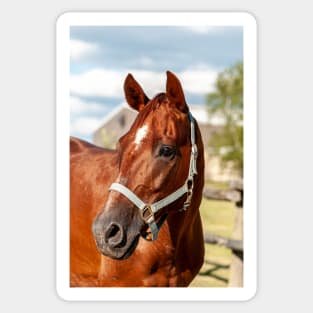 Horse Portrait Sticker